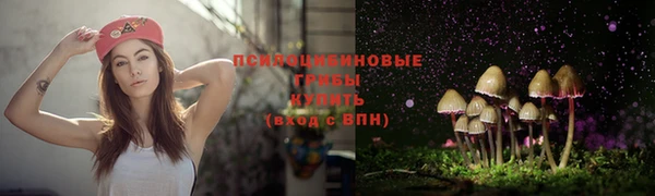стаф Аркадак